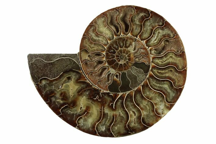 Cut & Polished Ammonite Fossil (Half) - Madagascar #341202